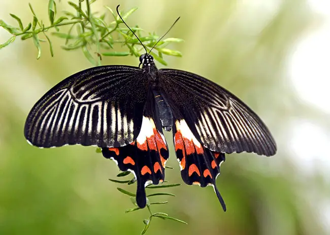 types of black and white butterfly species - EnviEarth