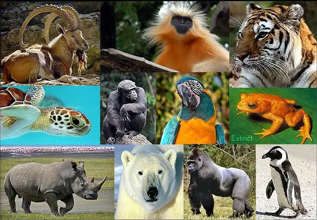 Endangered Species protection - Environmental Earth