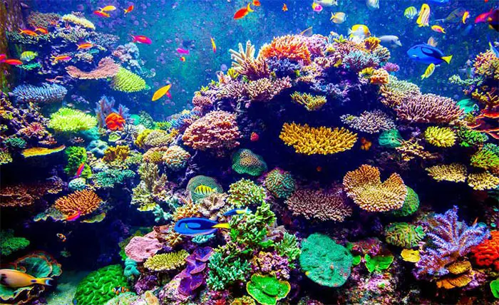 Coral reef ecosystems