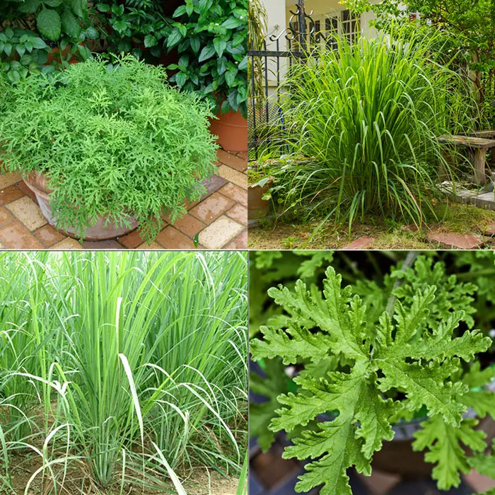 Citronella Plants- Indigenous tropical plant