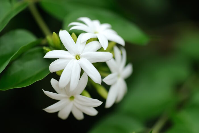 Jasmine plants