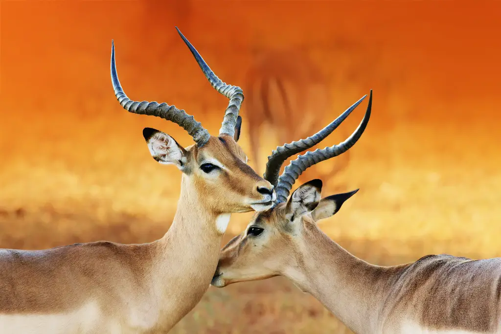 Impala Animals- Medium-sized antelope in Africa