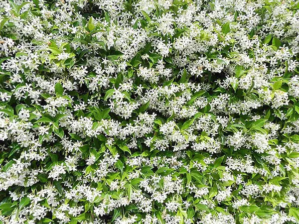 Jasmine plant