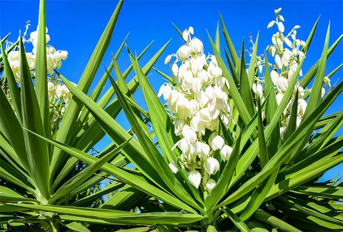 Yucca plant