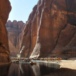Guelta d'Archei- An enriched Oasis of Sahara Desert