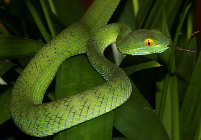 Pit Viper- venomous and infrared-detective Snake - Environmental Earth