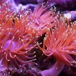 Sea Anemone- Colorful predatory sea animals