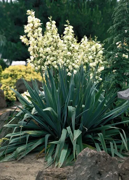 Yucca Plant Benefits