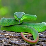 Pit Viper- venomous and infrared-detective Snake