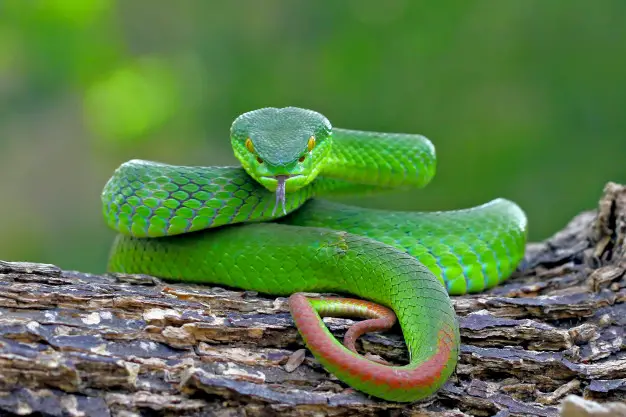 Pit Viper- venomous and infrared-detective Snake