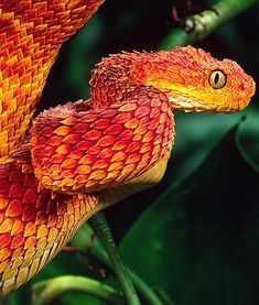 green horned pit viper