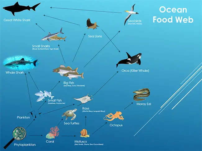 Trophic Levels- positions of  organism in a food chain