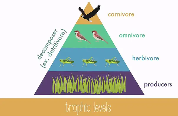 Trophic levels