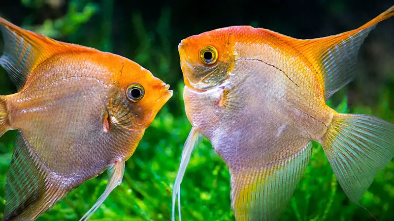 Angelfish- A colorful freshwater aquarium fish