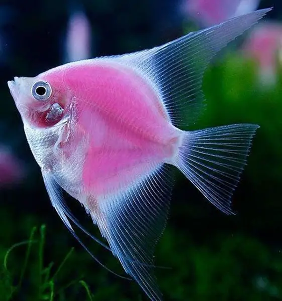 angelfish