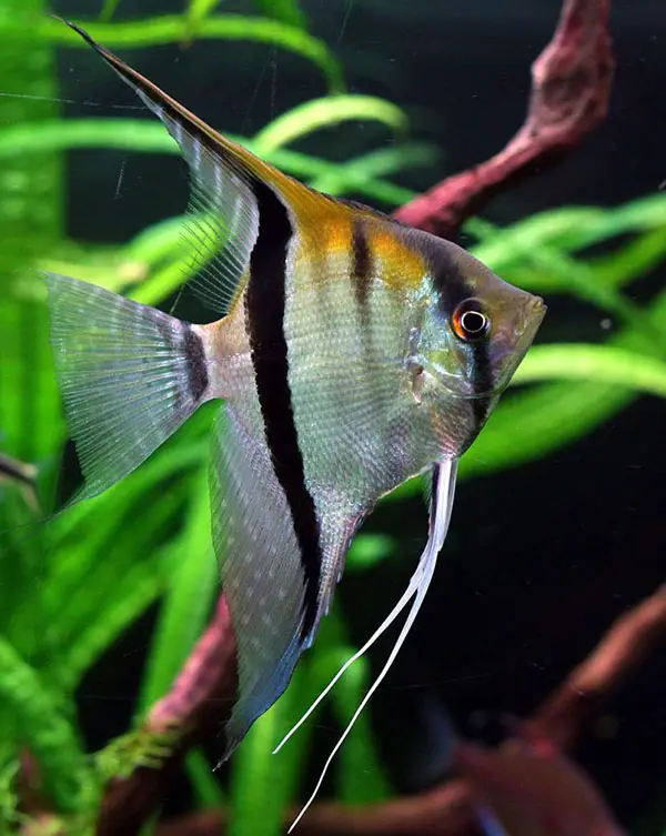 half black angelfish freshwater