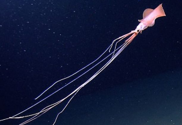 Bigfin Squid- Rare vivid Morphological cephalopods - EnviEarth