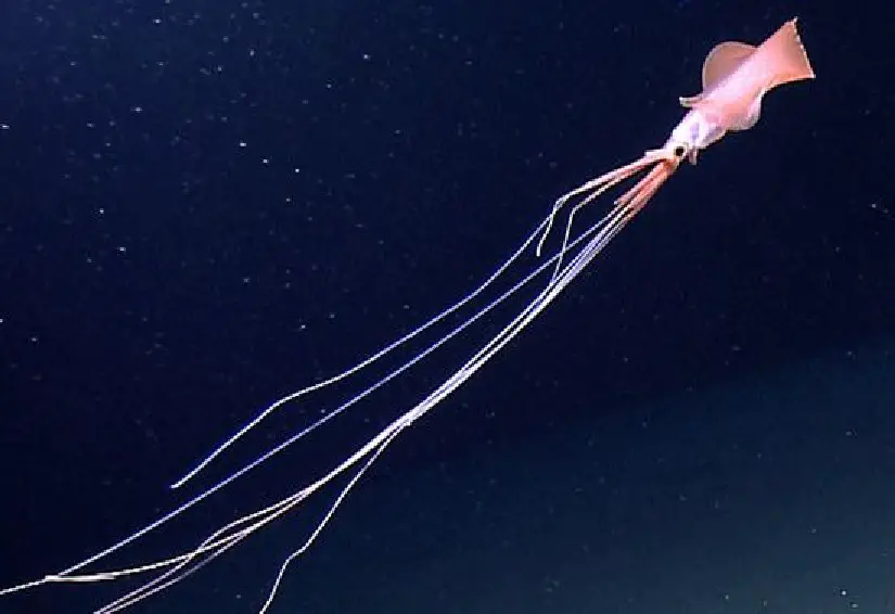 Bigfin Squid- Rare vivid Morphological cephalopods