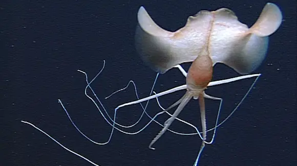 Bigfin Squid Rare Vivid Morphological Cephalopods Enviearth