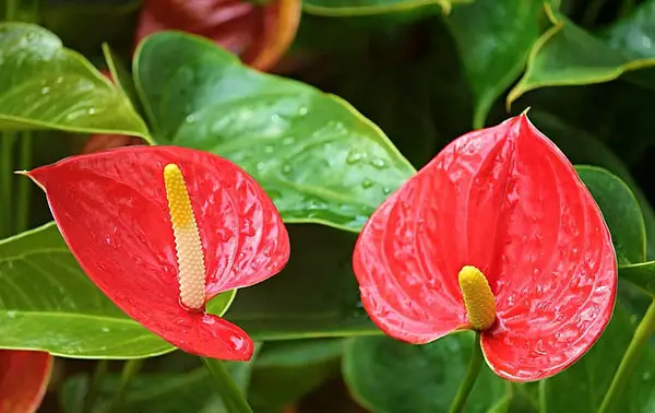Hawaiian gardenia- Anthurium flower