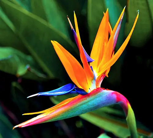 Bird of paradise flower