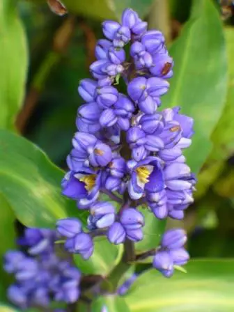 Blue ginger flower