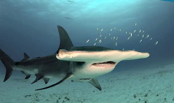 Hammerhead shark