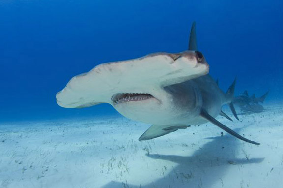 Hammerhead shark