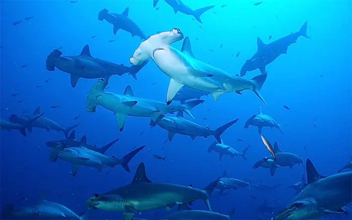 Hammerhead shark