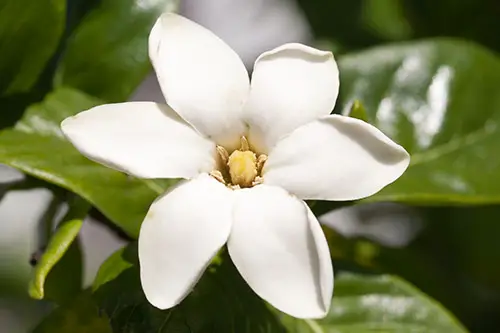 Hawaiian gardenia