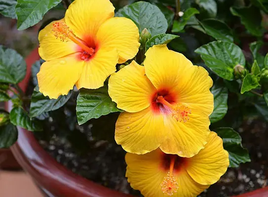 Hawaiian hibiscus