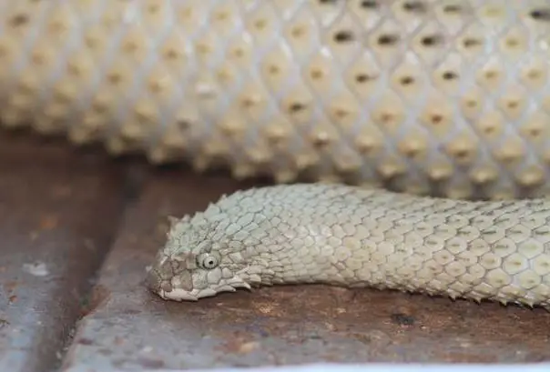 Sea Snake with Horn- Hydrophis peronii facts