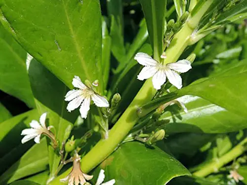 Naupaka flower