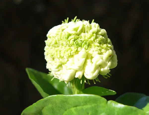 Pikake flower