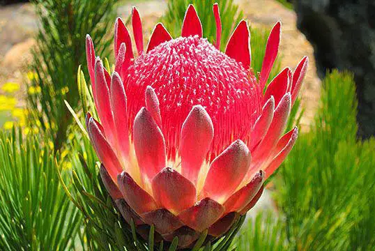 Protea Hawaiian Flowers