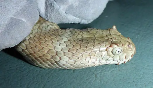 Horned Sea snake, Spiny head Sea Snake