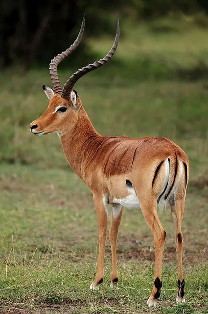 Impala Antelope