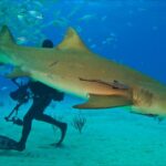 Lemon Shark- The fascinating life of the species