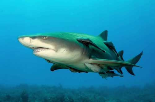 Lemon shark