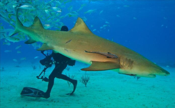 Lemon Shark- The fascinating life of the species - Environmental Earth