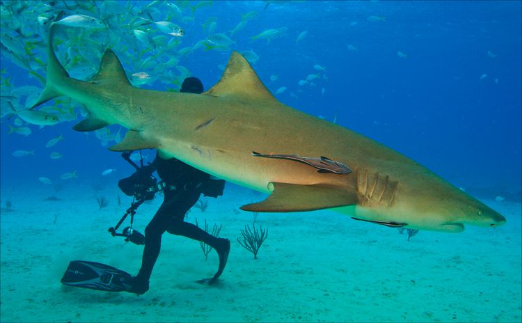 Lemon Shark- The fascinating life of the species