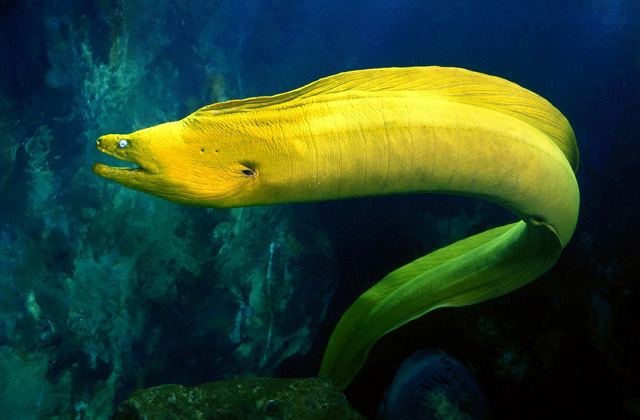 moray eel