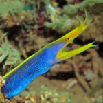 Moray eel- Snake like fish live in the Ocean