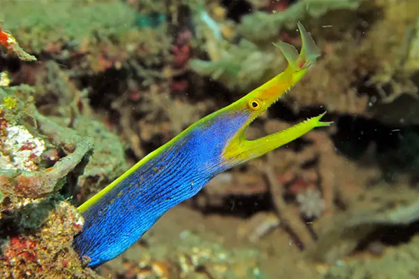 Moray eel- Snake like fish live in the Ocean