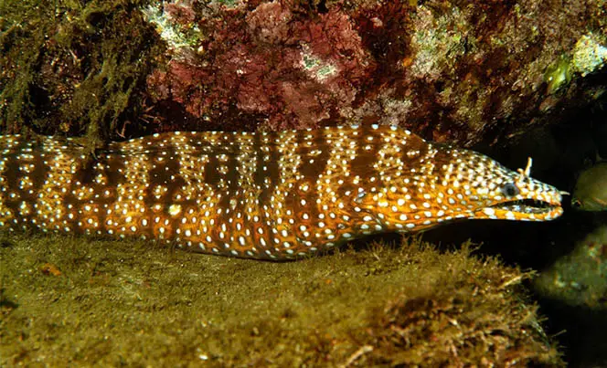 moray eel