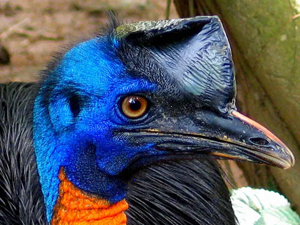 Cassowary head