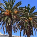 Phoenix Palm Tree- Gardening of the beautiful tree