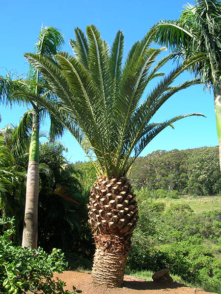 pruned palm tree