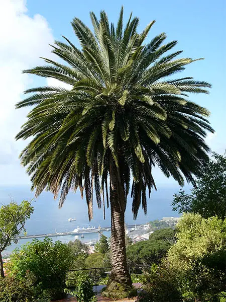 palm tree