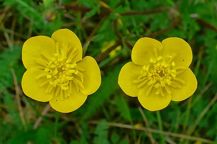 common buttercup plant scientific name